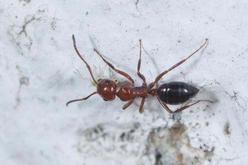 Camponotus lateralis